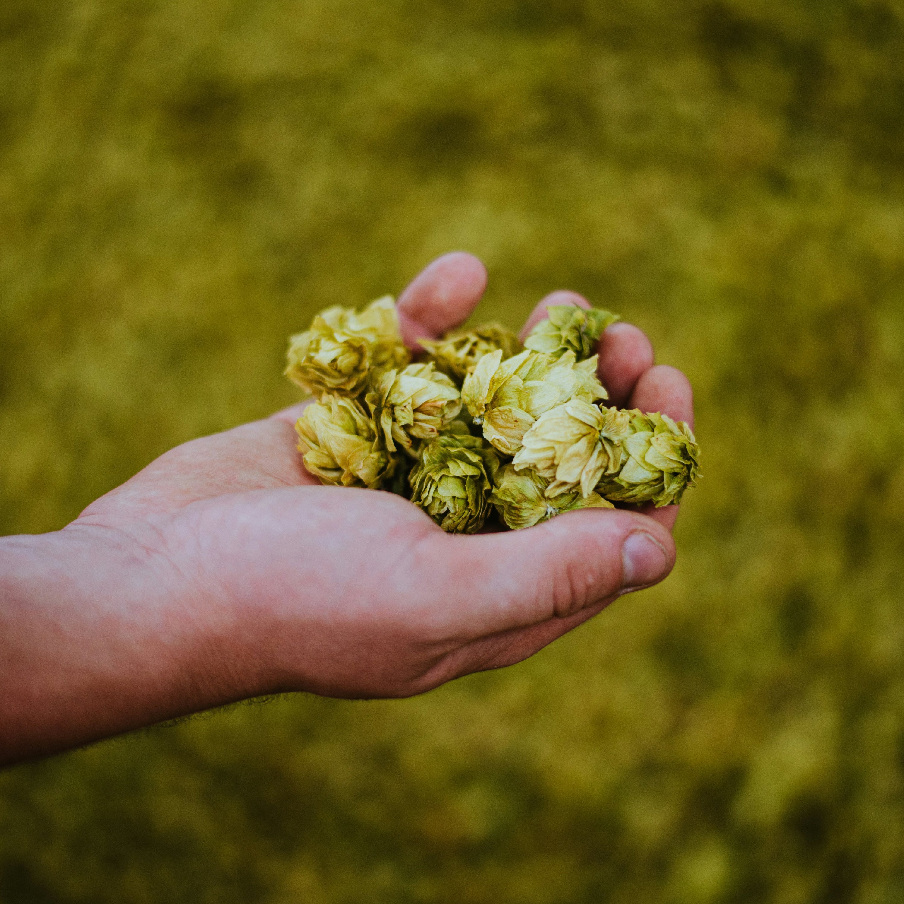 What is Hop Water Anyway?